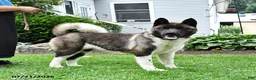 Akita dogs for sale: Twinkle Special Needs - Ad 2