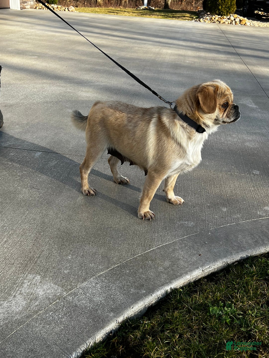 Mixed Breed dogs for sale: Willow  - Ad 6