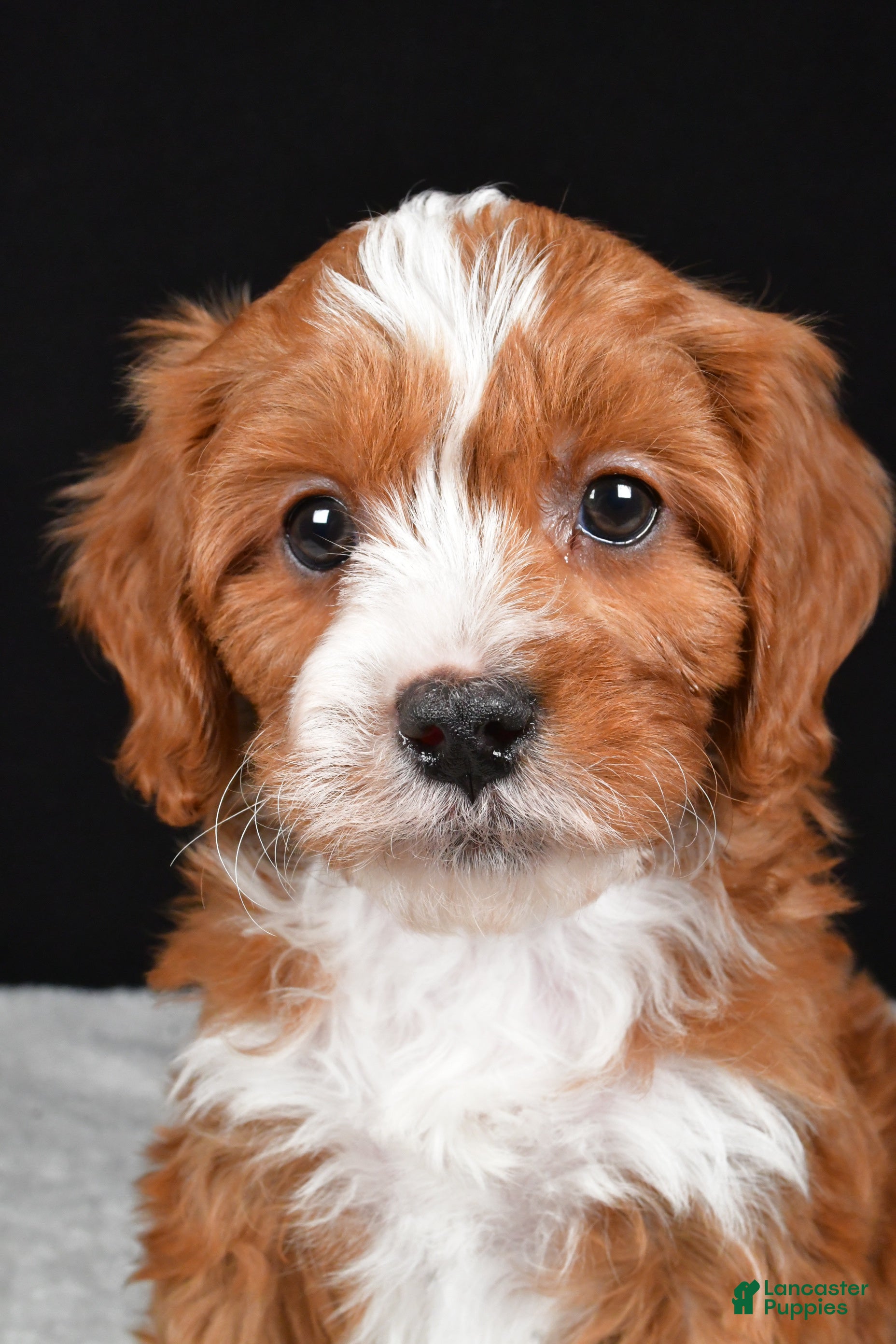 Cavapoo dogs Kevin - Ad 2