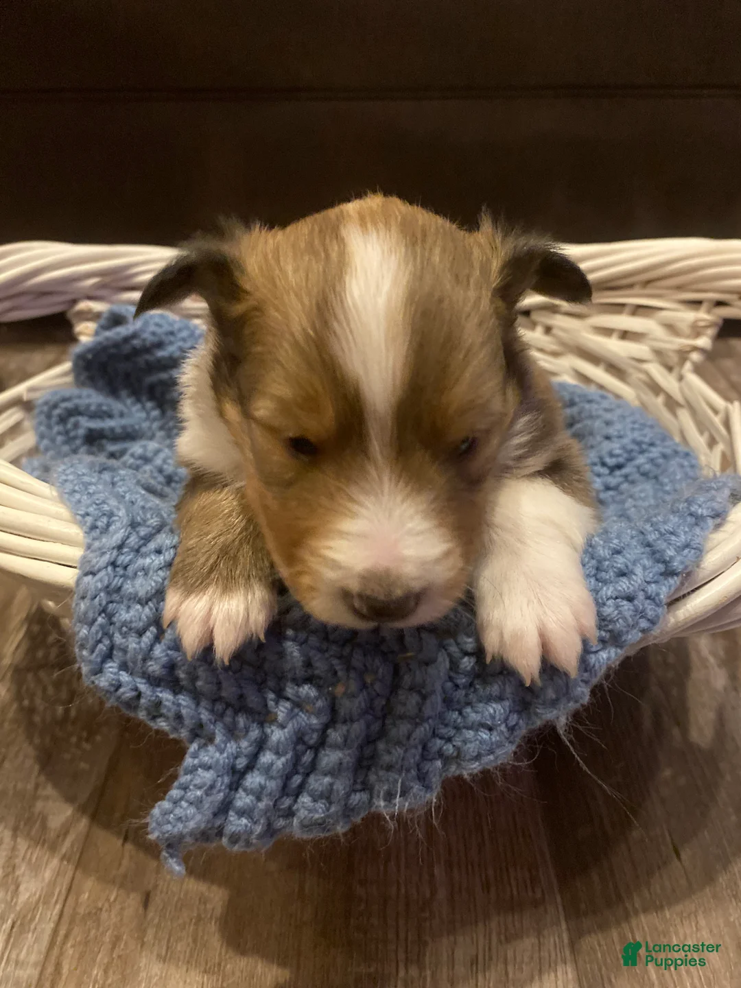 Shetland Sheepdog dogs for sale: Shetland Sheepdog Puppy 2 - Ad 6