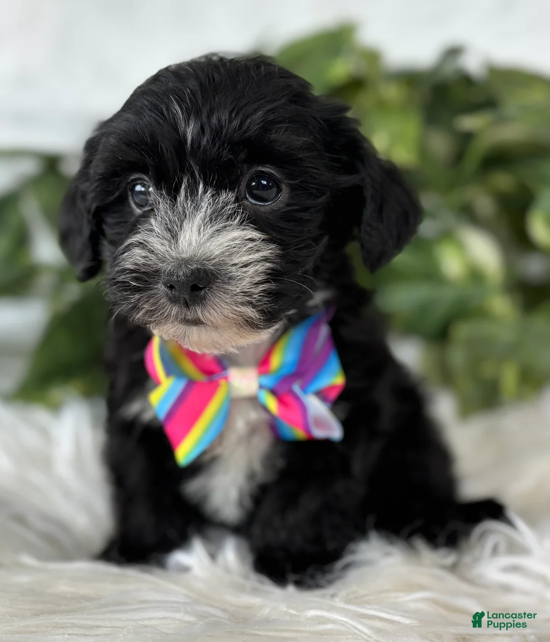 Morkie dogs for sale: Patrick - Ad 2