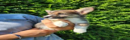 Welsh Corgi Pembroke dogs for sale: Cedar - Ad 2