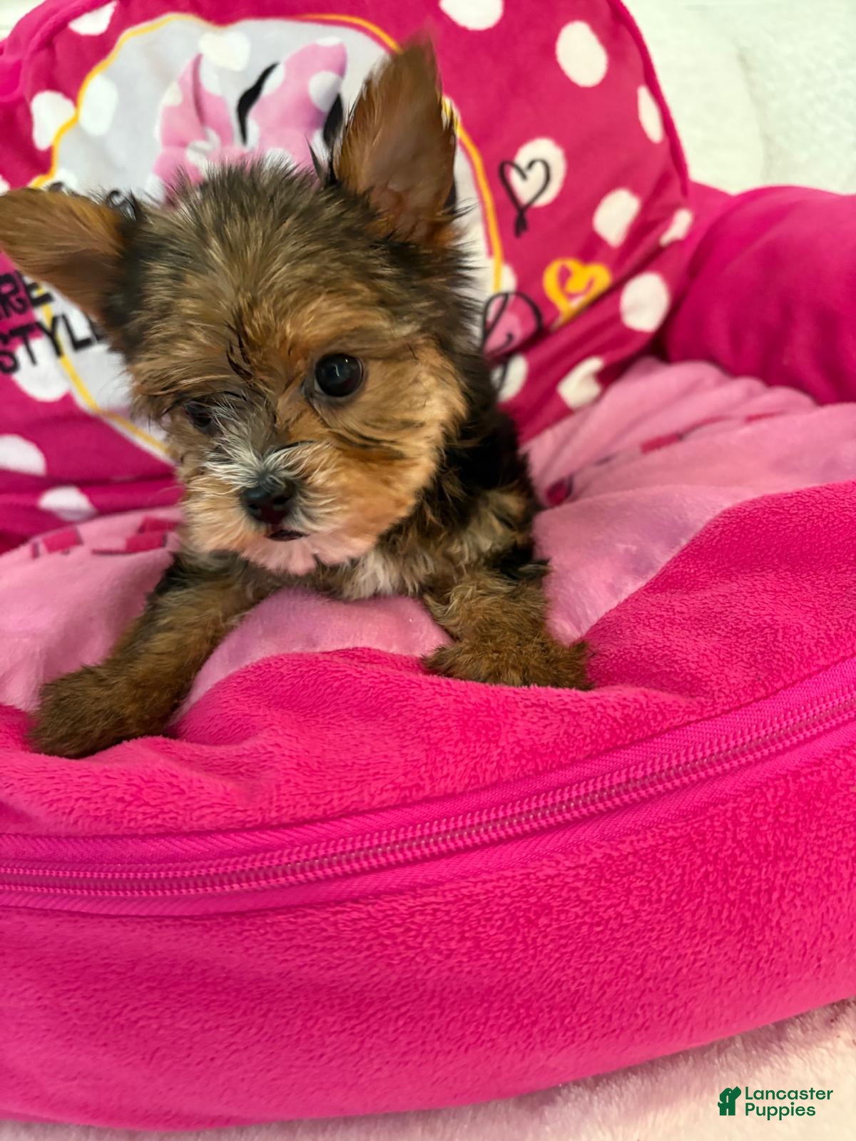 Yorkshire Terrier dogs Yorkshire Terrier Puppy 3 (Bob) - Ad 12