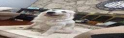 Great Pyrenees dogs for sale: Great Pyrenees 5 - Ad 2