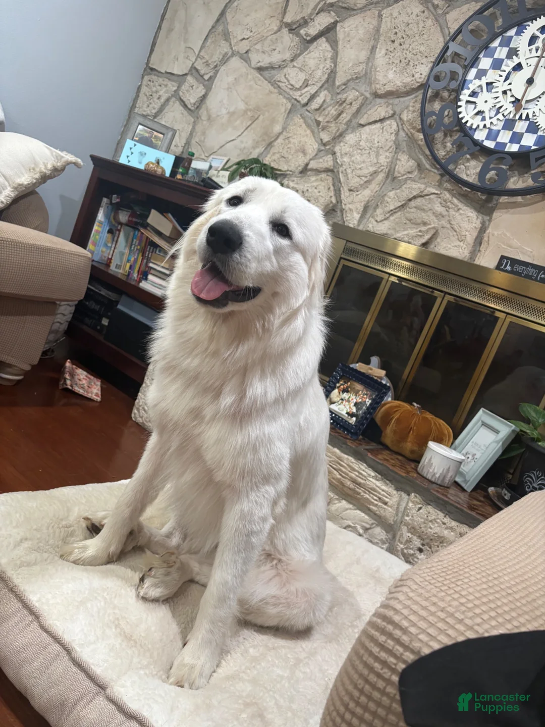 Great Pyrenees dogs for sale: Great Pyrenees 5 - Ad 2