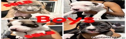 American Bully dogs for sale: American Bully Puppy 1 - Ad 4