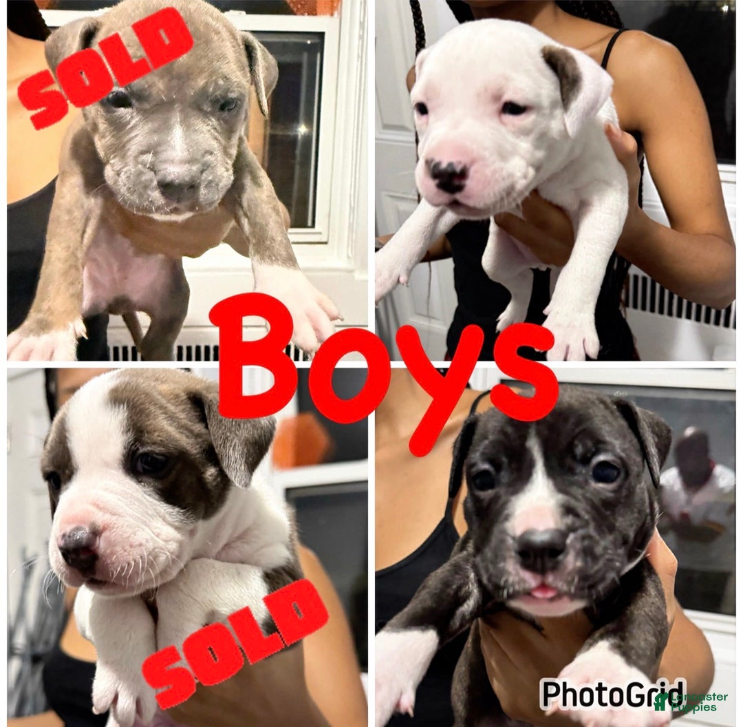 American Bully dogs for sale: American Bully Puppy 1 - Ad 4