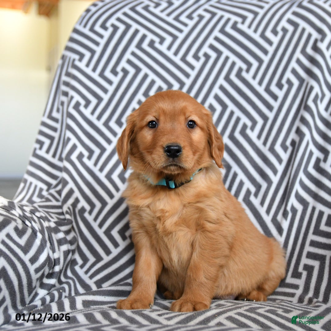 Golden Retriever dogs for sale: Lentil - Ad 3