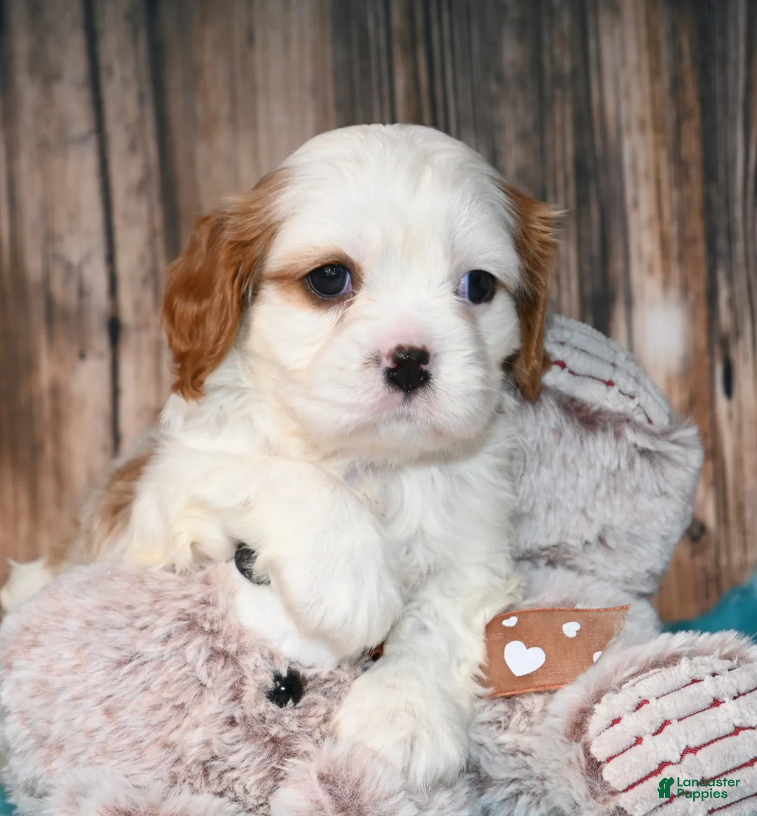 Cavalier King Charles Spaniel dogs for sale: Gizmo  - Ad 10