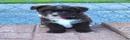 Pomapoo dogs for sale: Swiss Roll - Ad 5