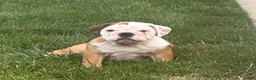 English Bulldog dogs for sale: Tara - Ad 6