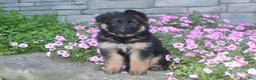 German Shepherd dogs for sale: Blaire  - Ad 4
