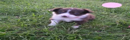 Australian Shepherd dogs for sale: Australian Shepherd Puppy PINK - Ad 10