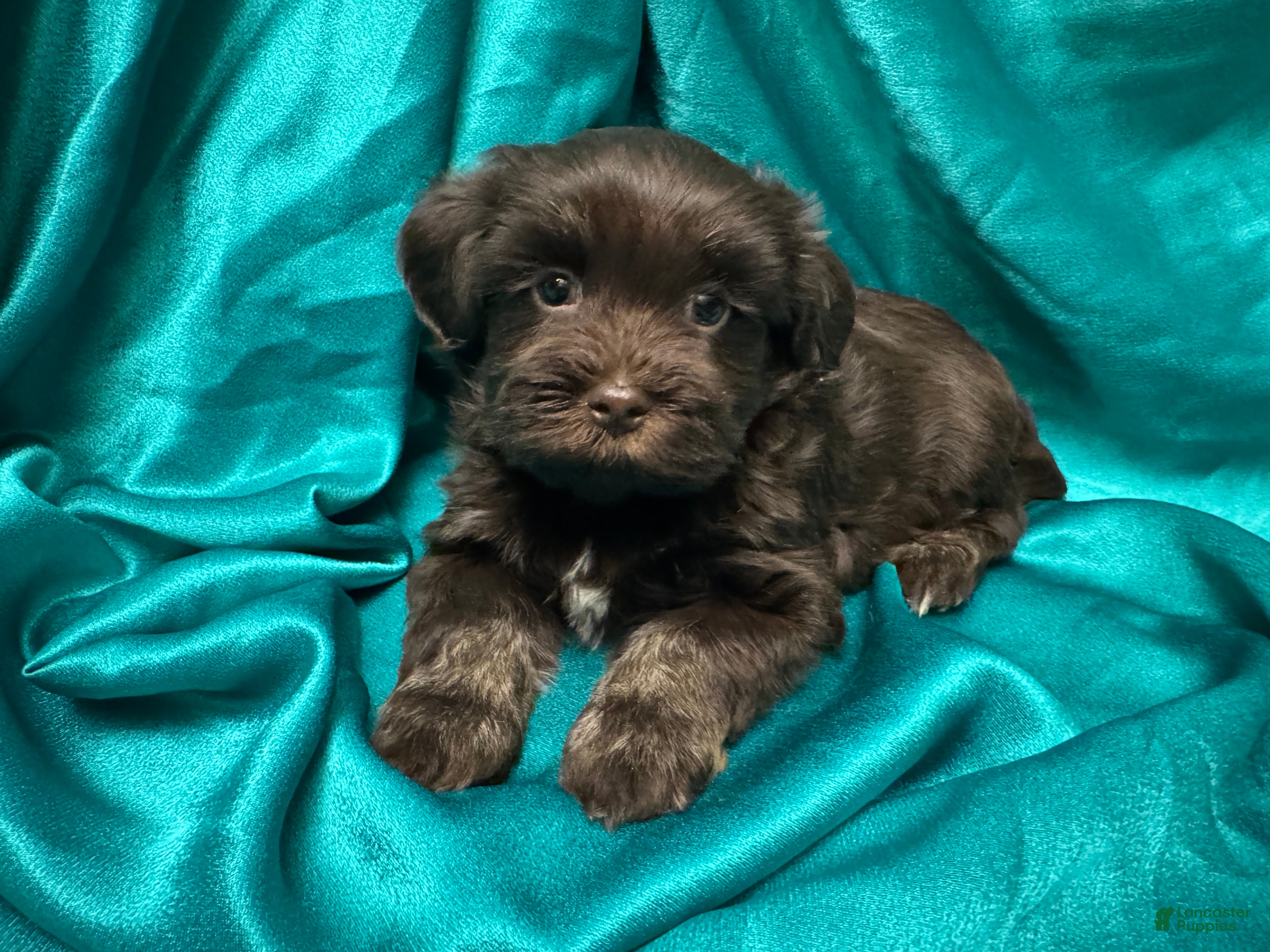Havanese dogs  Harley - Ad 1