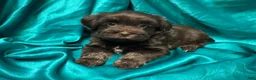 Havanese dogs for sale:  Harley - Ad 1