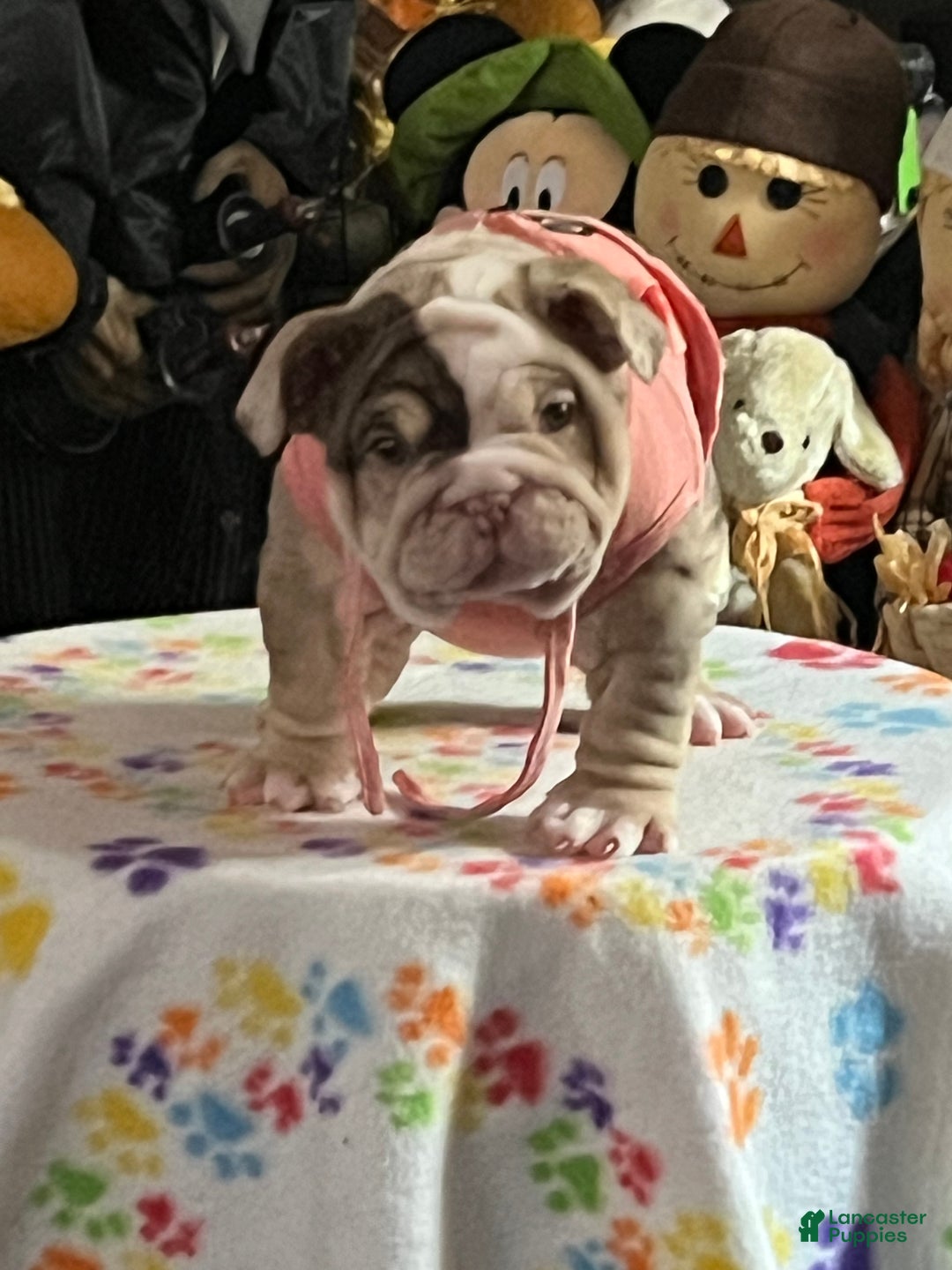 English Bulldog dogs for sale: Chloe - Ad 2