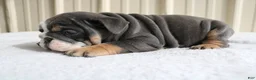 English Bulldog dogs for sale: Bailey  - Ad 11