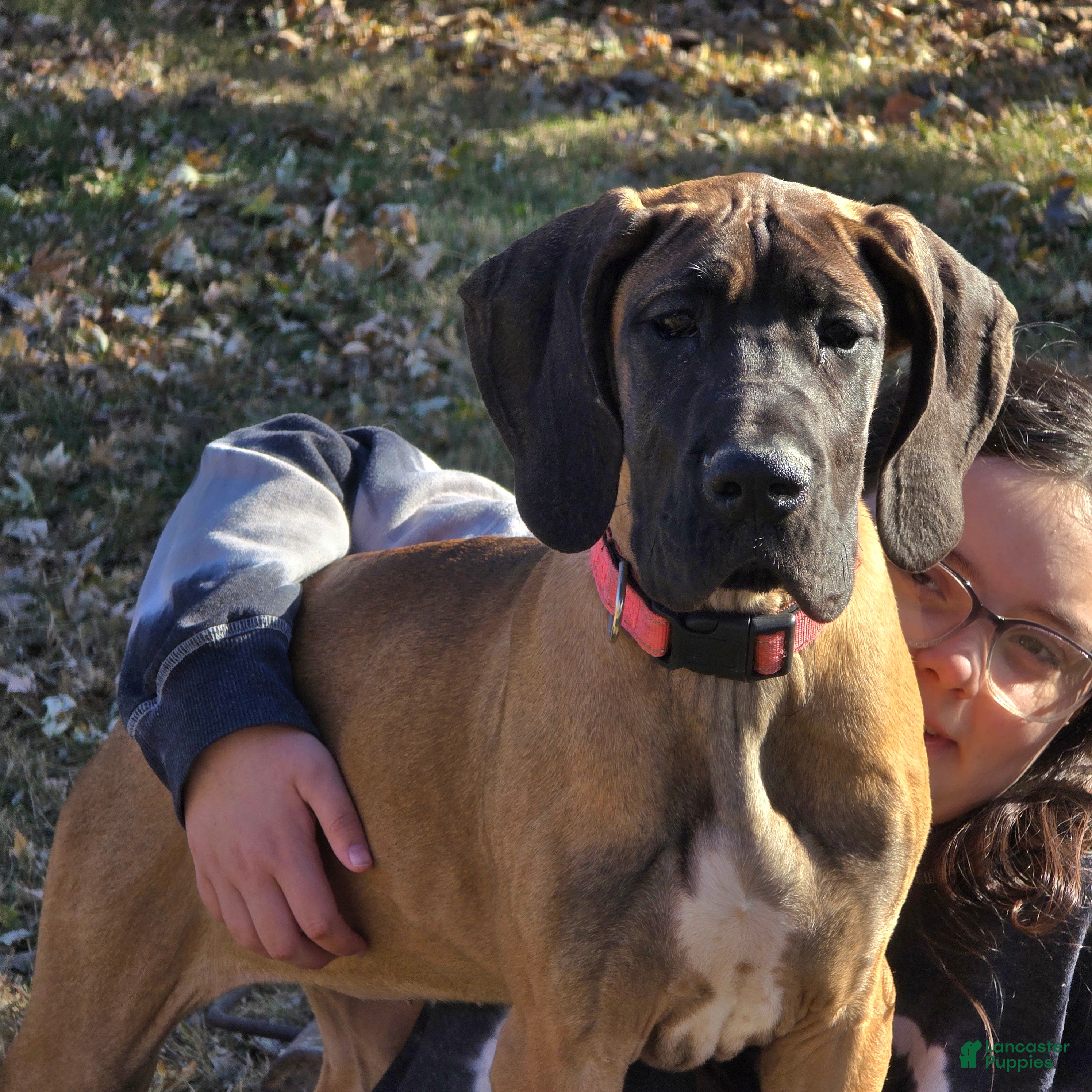 Great Dane dogs Pink Collar Female - Ad 33