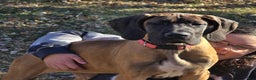 Great Dane dogs for sale: Pink Collar Female - Ad 1