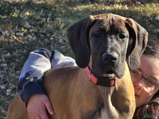 Great Dane dogs Pink Collar Female - Ad 3