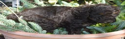 Standard Poodle dogs for sale: Standard Poodle 4 Brown Phantom - Ad 13