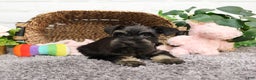 Miniature Schnauzer dogs for sale: Paige - Ad 4