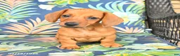 Miniature Dachshund dogs for sale: Jess  - Ad 4