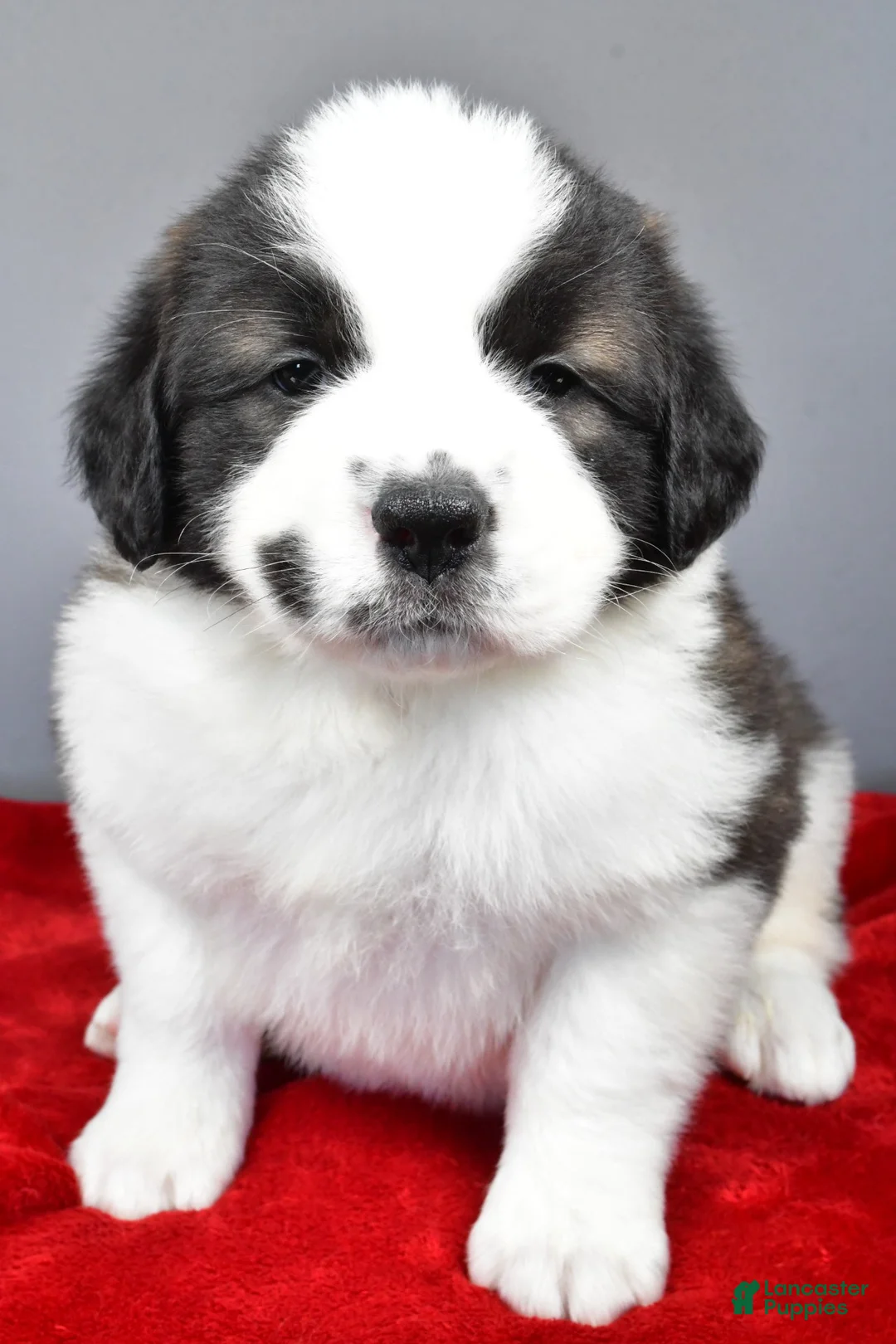 Saint Bernard dogs for sale: shelly - Ad 7