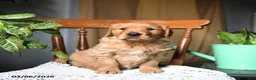 Golden Retriever dogs for sale: Cherry - Ad 3