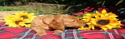 Mixed Breed dogs for sale: Daisy - Irish Goldendoodle  - Ad 7
