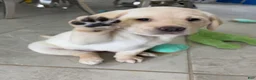 Labrador Retriever dogs for sale: Labrador Retriever 2 Honey  - Ad 12