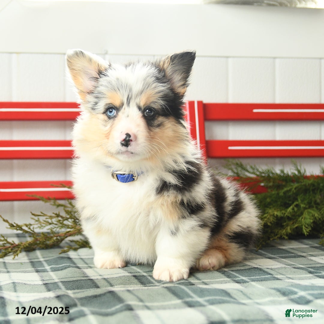 Welsh Corgi Pembroke dogs for sale: Fluffy Starburst - Ad 2