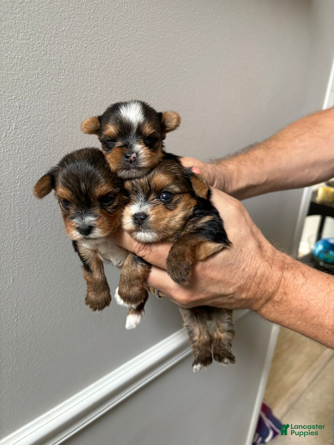 Yorkshire Terrier dogs for sale: Rose - Yorkshire Terrier Puppy 3 - Ad 5