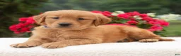 Golden Retriever dogs for sale: Karly  - Ad 1