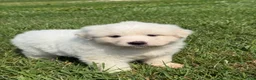 Great Pyrenees dogs for sale: Mrs Orange  - Ad 9