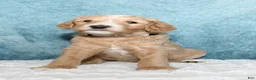 Goldendoodle dogs for sale: Buck - Ad 2