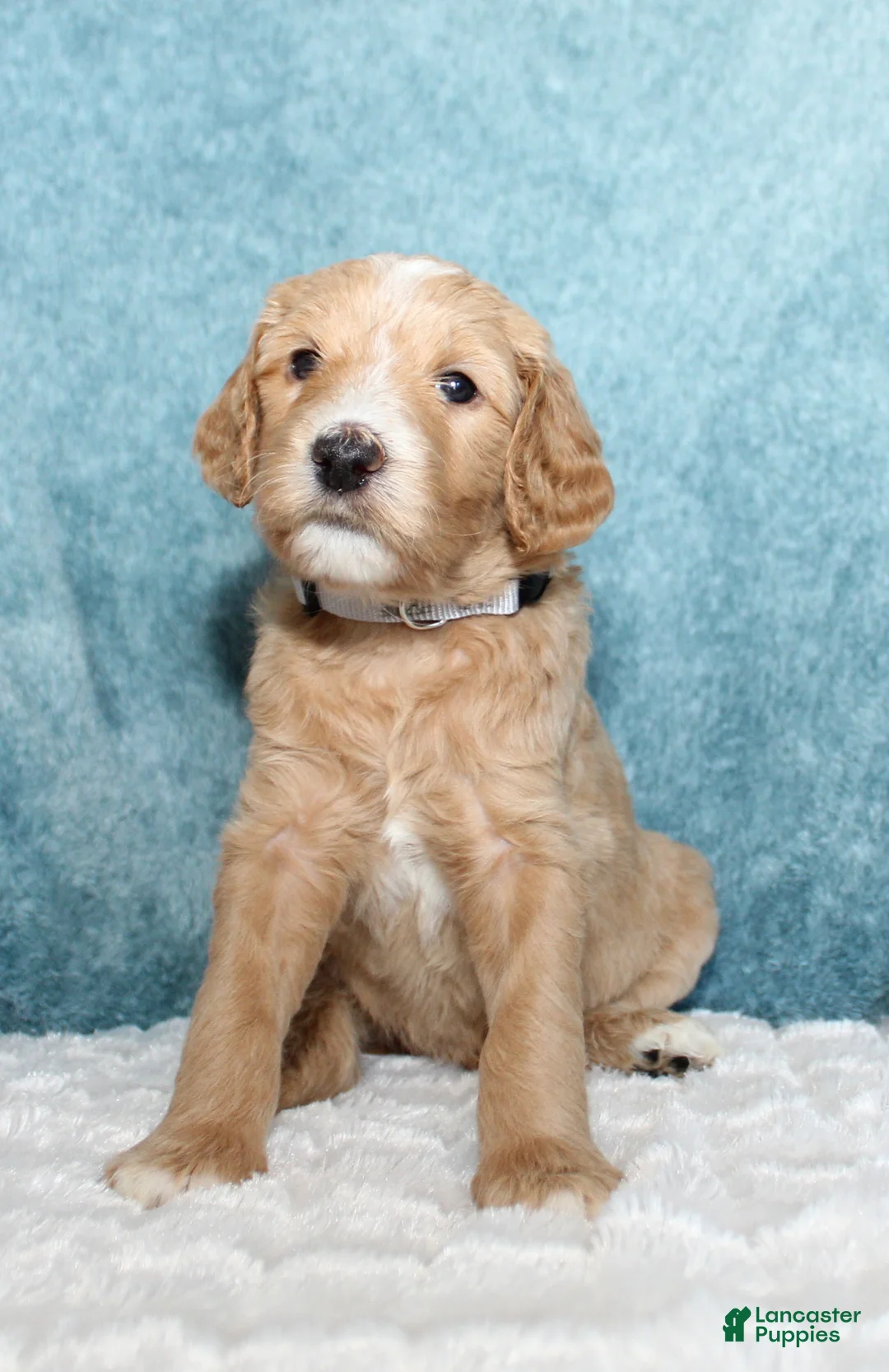 Goldendoodle dogs for sale: Buck - Ad 2