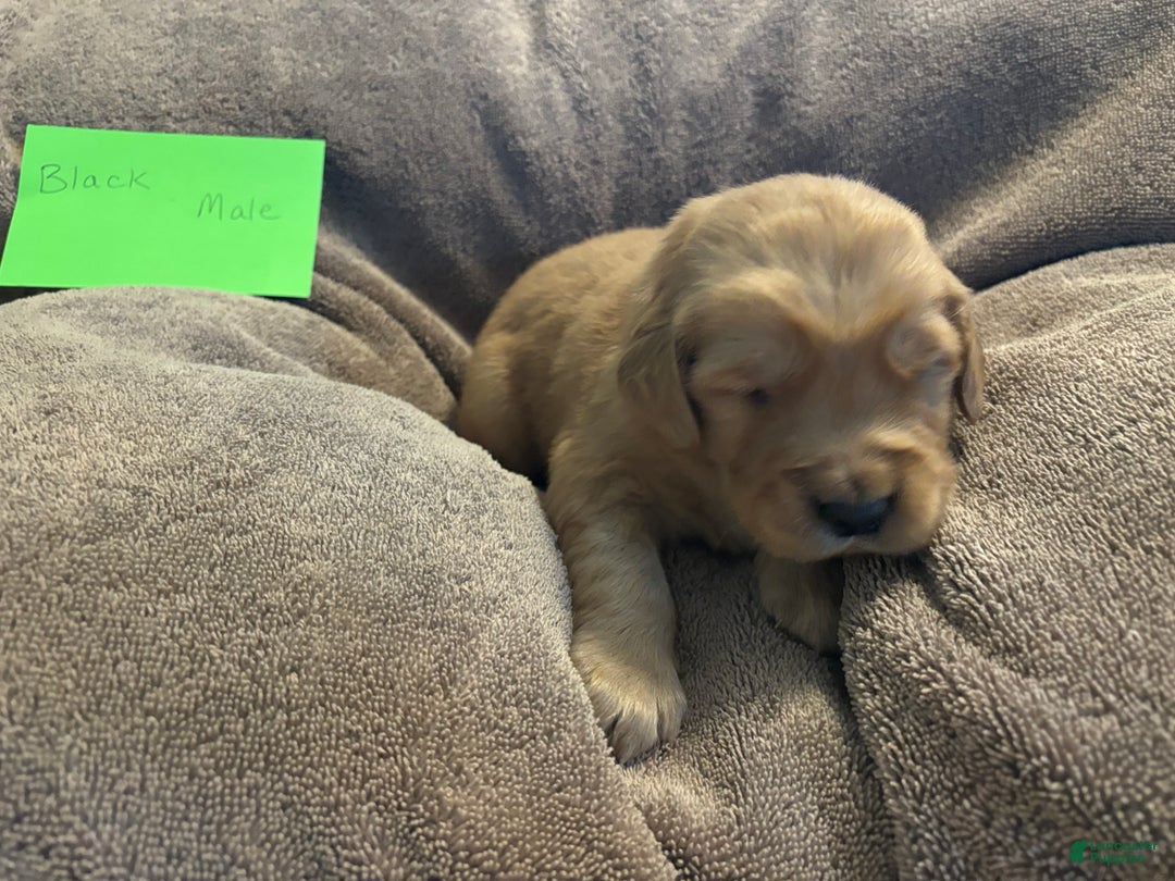 Golden Retriever dogs for sale: Black Male - Ad 1