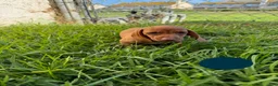 Miniature Dachshund dogs for sale: Toy Dachshund Female 3 - Ad 2