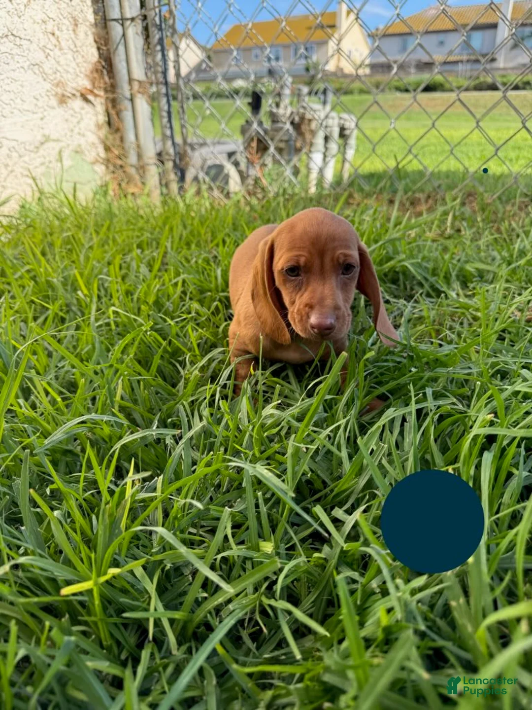 Miniature Dachshund dogs for sale: Toy Dachshund Female 3 - Ad 2