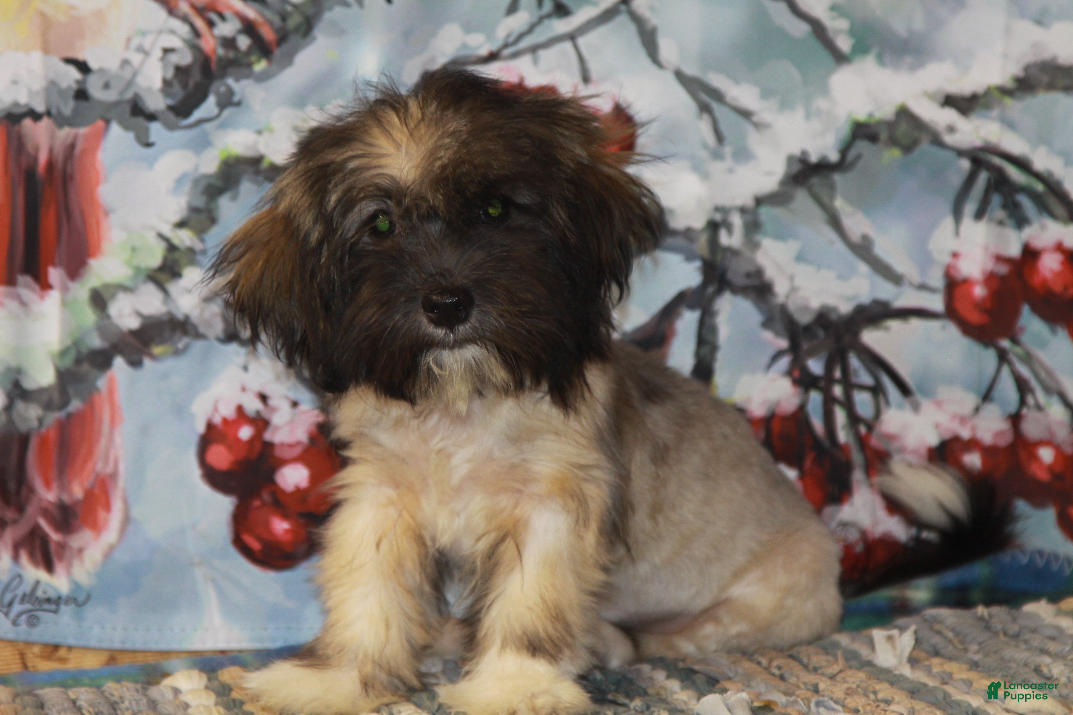 Havanese dogs for sale: Petals - Ad 1