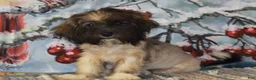 Havanese dogs for sale: Petals - Ad 1