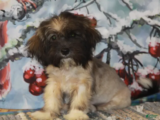 Havanese dogs for sale: Petals - Ad 1