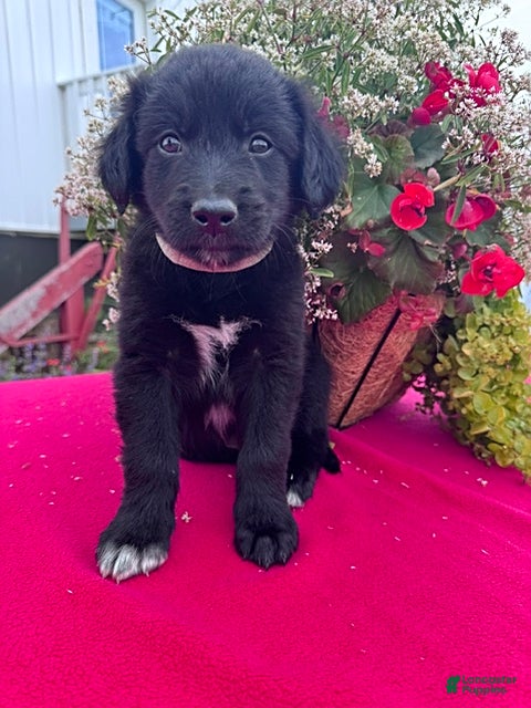 Mixed Breed dogs Buster - Ad 1