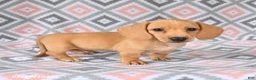 Dachshund dogs for sale: Perry - Ad 5