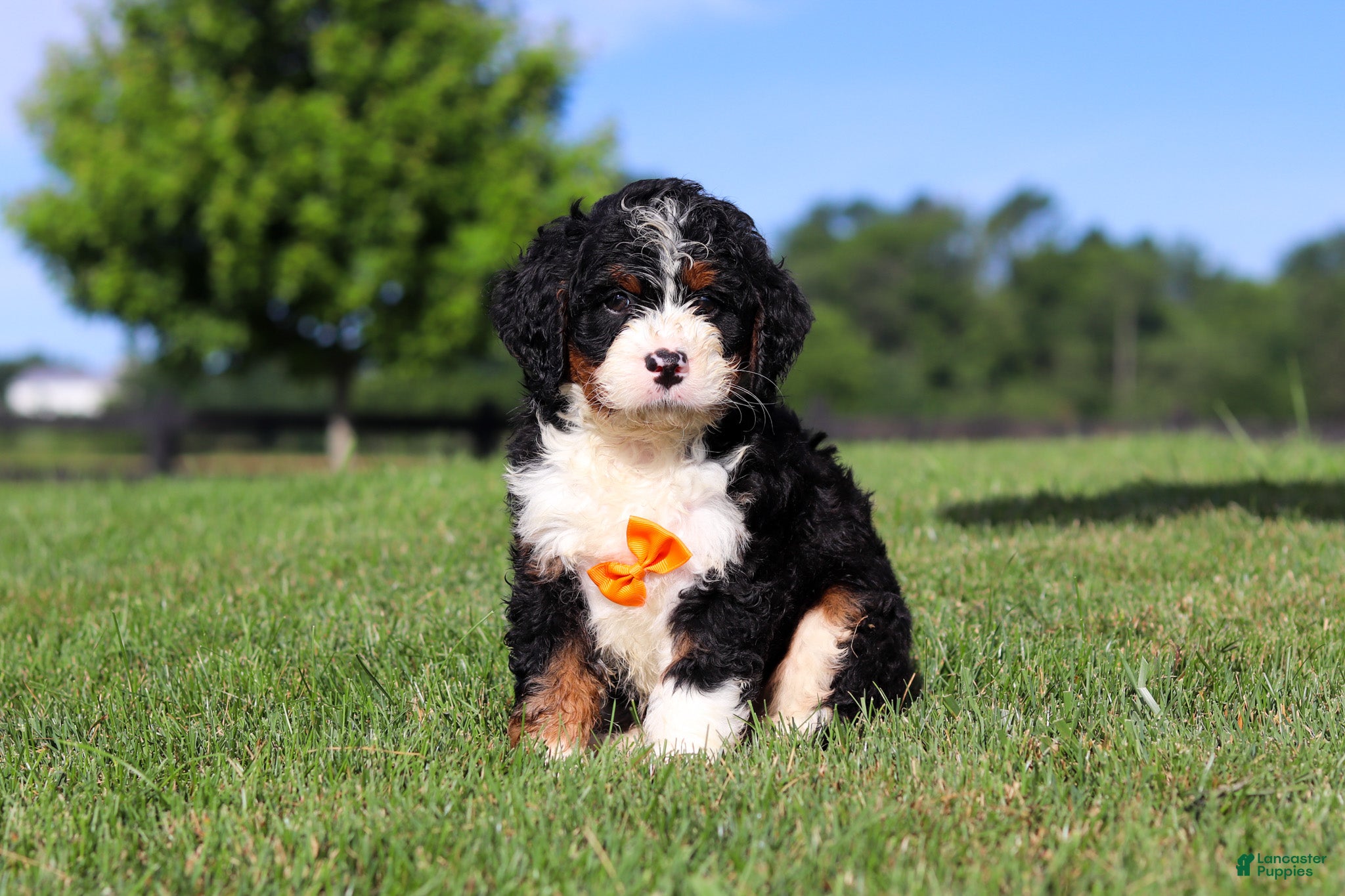 Mini Bernedoodle dogs Rocky - Ad 2