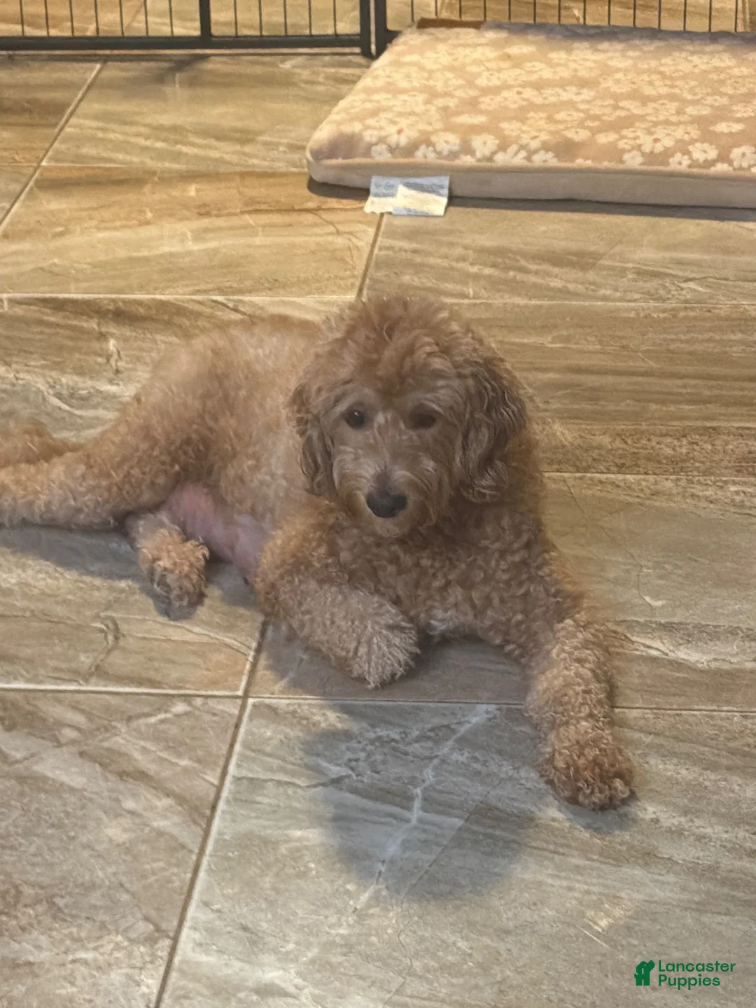 Mini Goldendoodle dogs for sale: Mini Goldendoodle 1 - Ad 12
