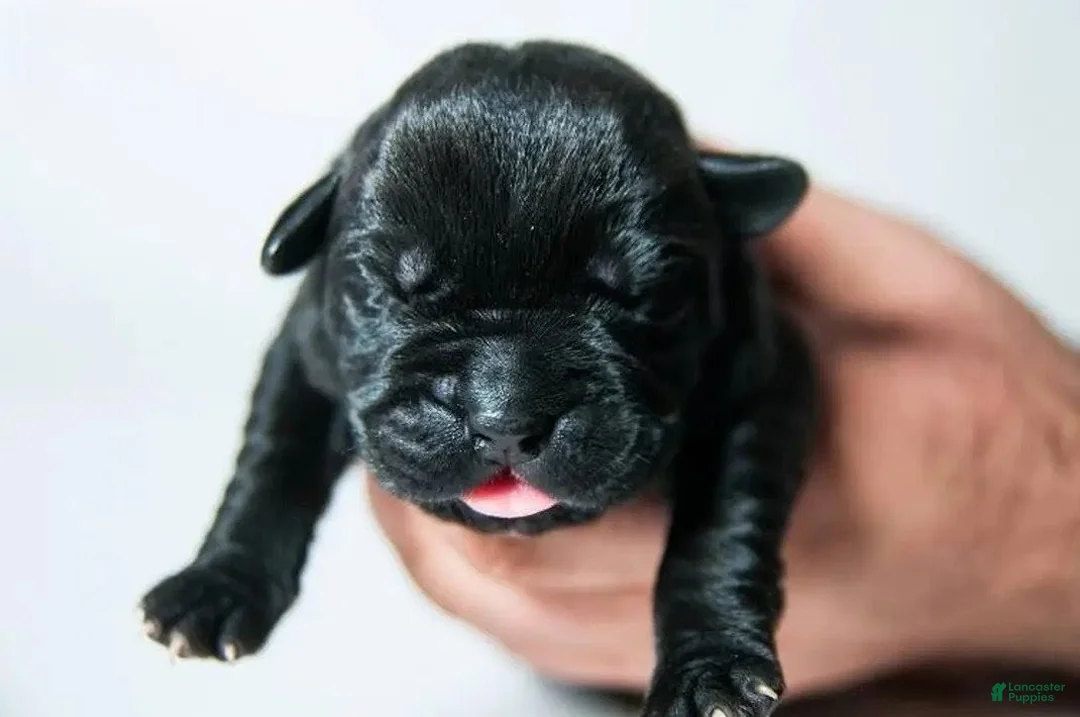 Cane Corso dogs for sale: Titan Bones Osbidan Blade - Ad 5