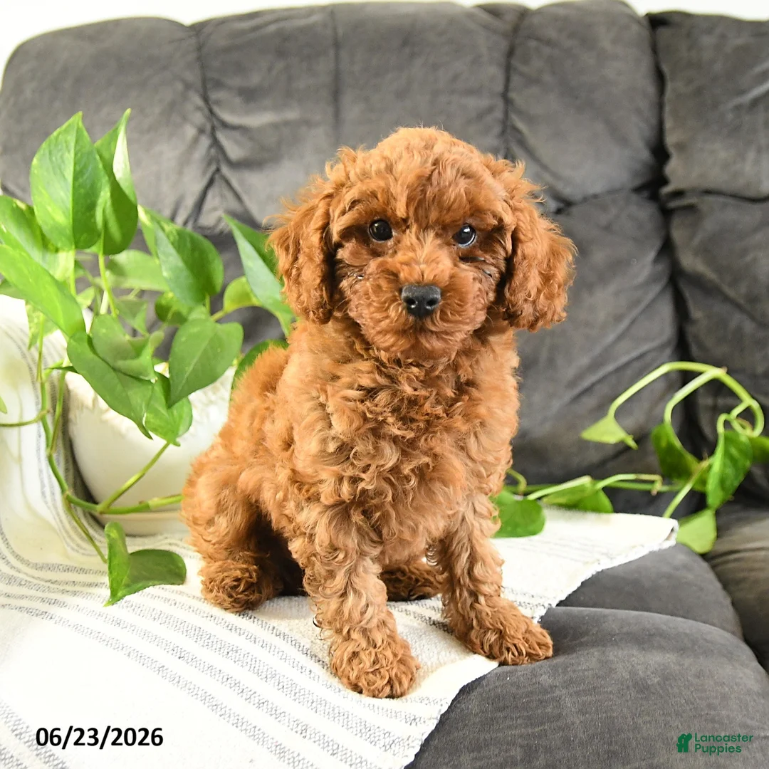 Cavapoo dogs for sale: Kevin - Ad 2