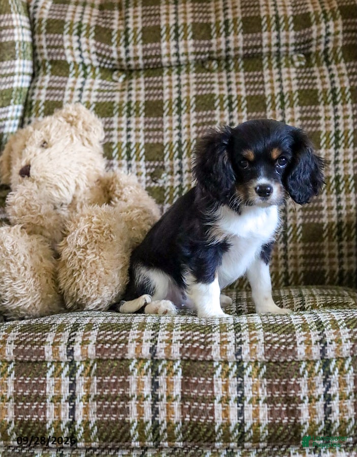 Cavalier King Charles Spaniel dogs for sale: Liam - Ad 2